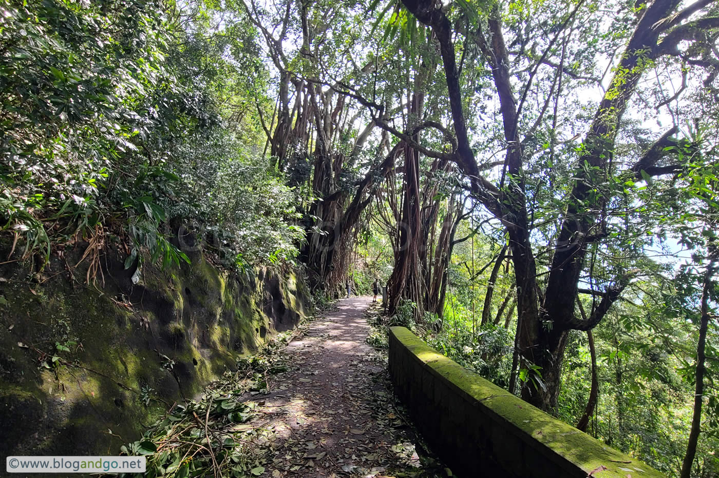 HK Trail 1 - Lugard Road Indian Rubber Tree